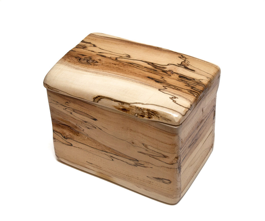 cutie1013-ulm-lemnivor