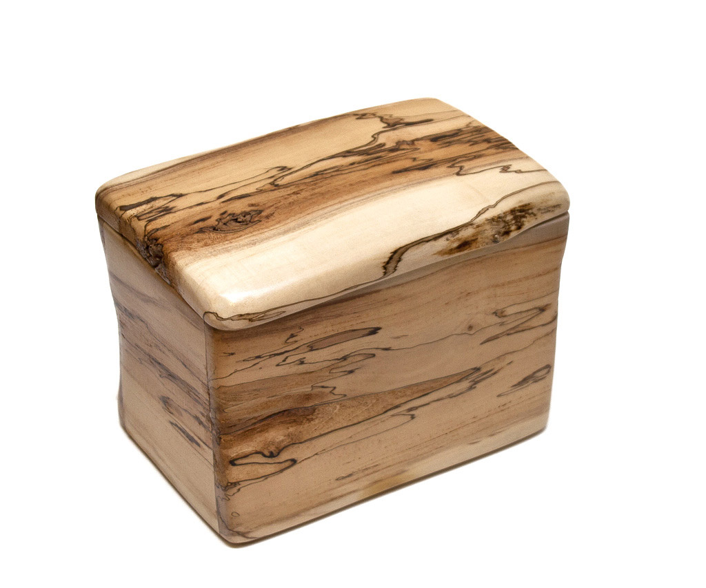 cutie1013-ulm-lemnivor1